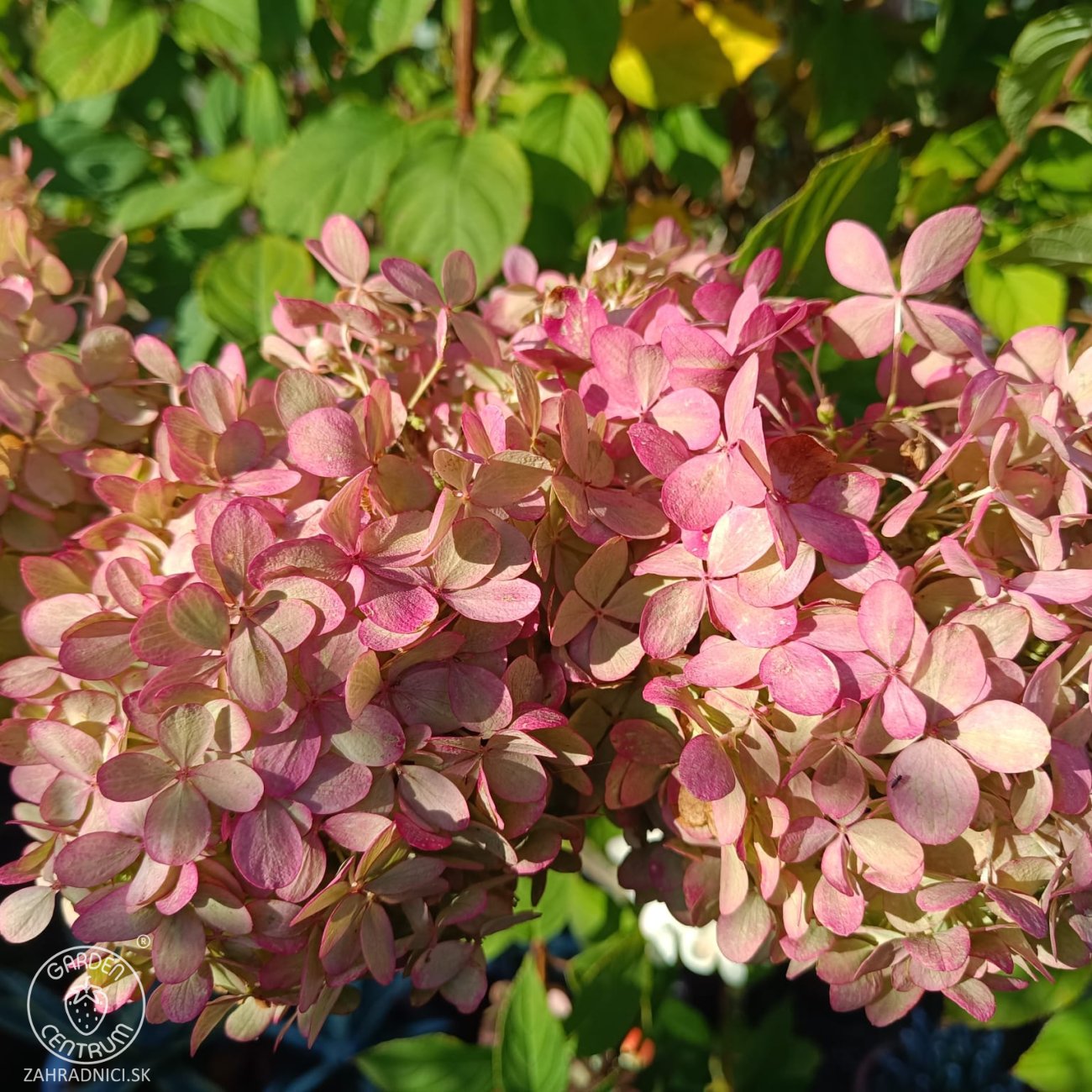 Obrázok Hortenzia metlinatá (Hydrangea paniculata) 'LIMELIGHT'® - výška 150-170 cm, kont. C45L - VIACKMENNÁ